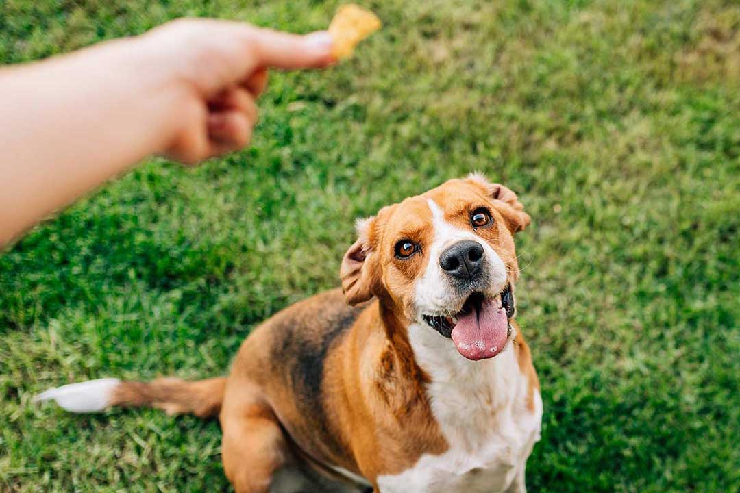 Reward dogs with dried meat