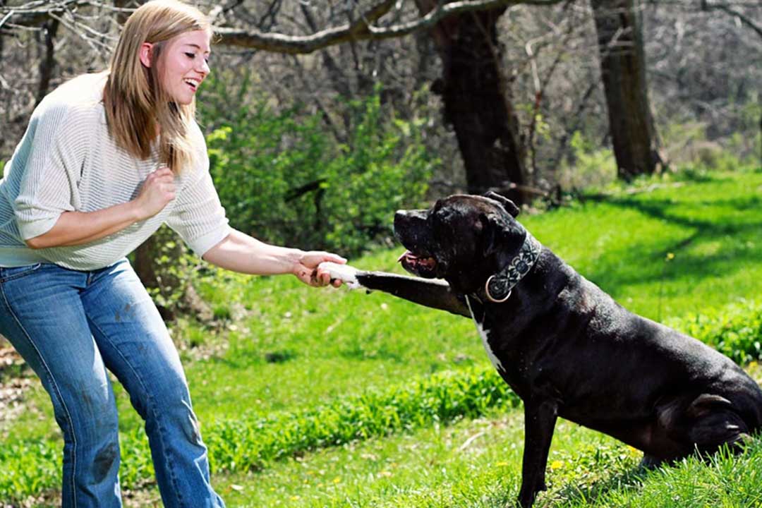 Train your dog to defecate