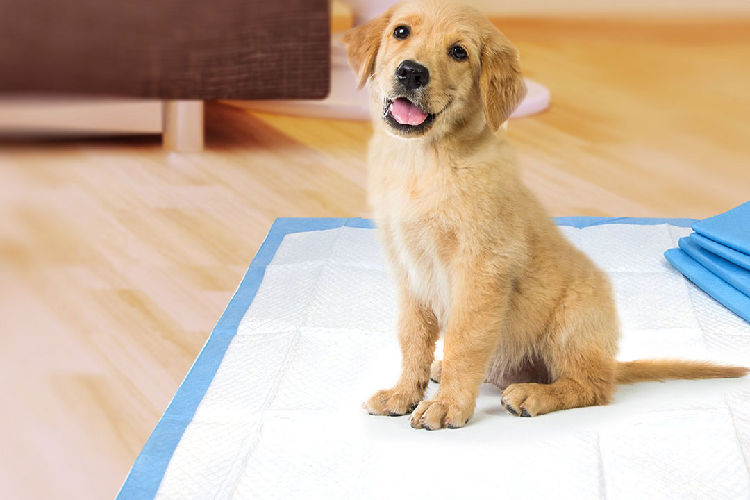 Train your dog with a puppy mat
