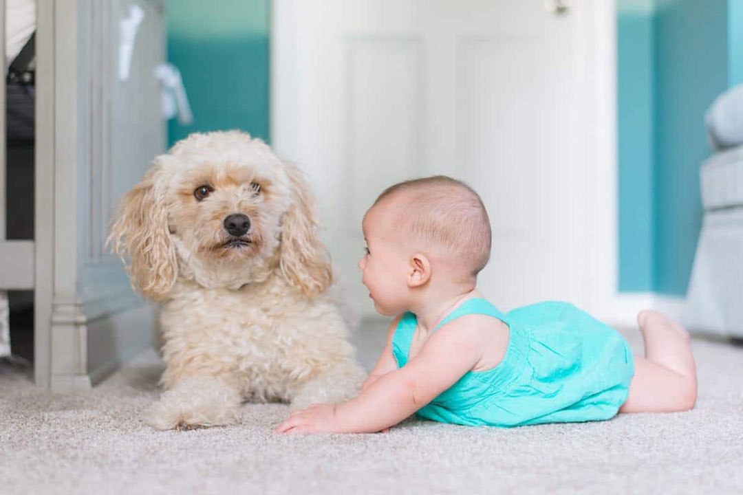 Can you clean your dog with baby wipes