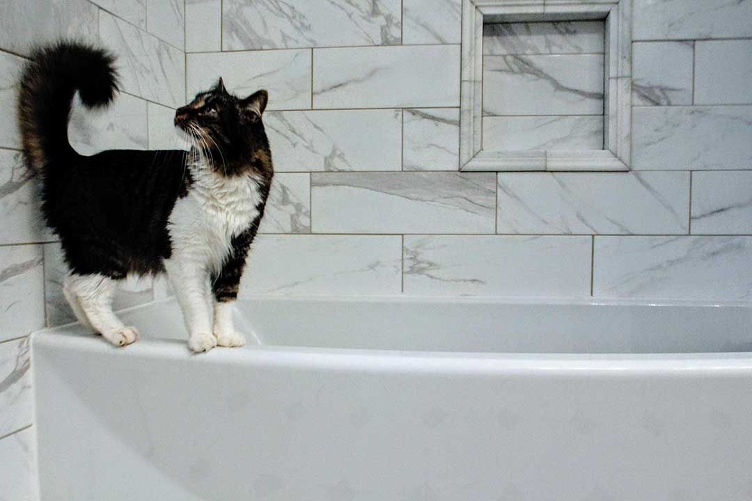 Clean your cat with the right cleaning products
