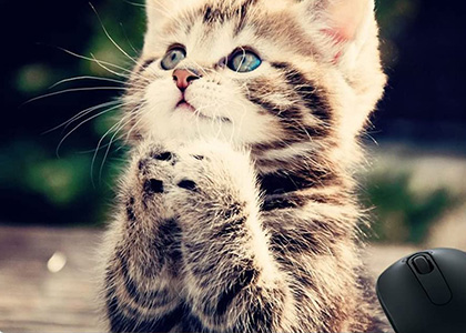 baby wipes for kittens