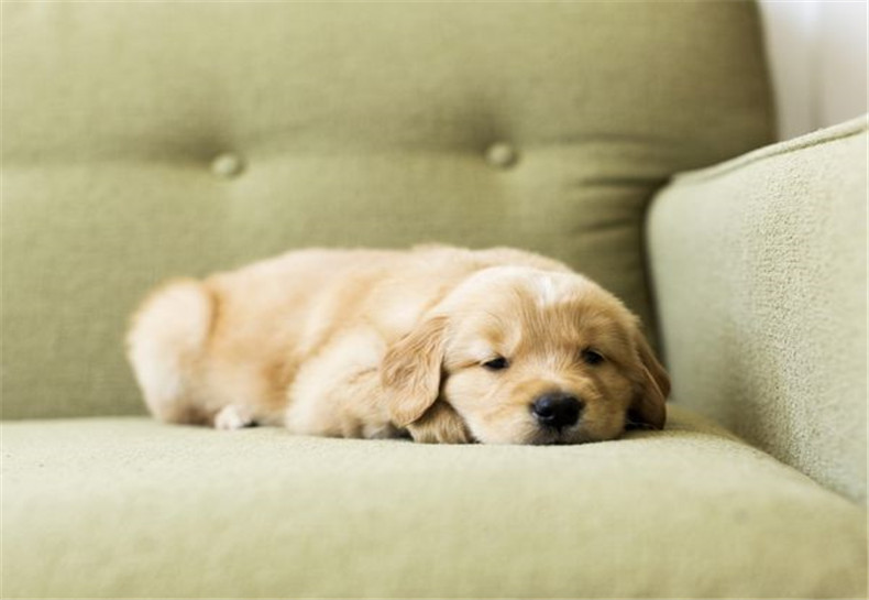 pet incontinence pads