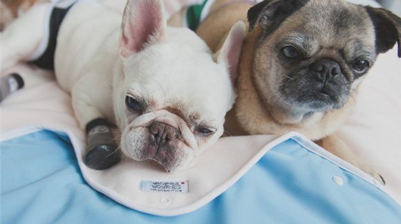 pee pad for dogs