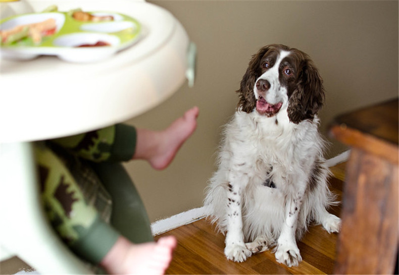 pet floor mats