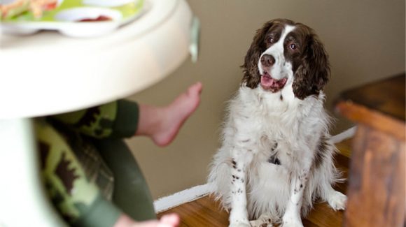 pet floor mats